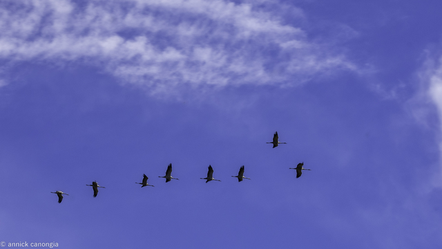 Le vol des grues