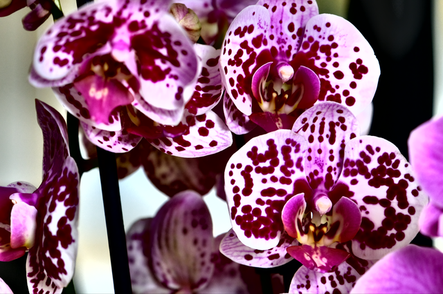 Orchidée