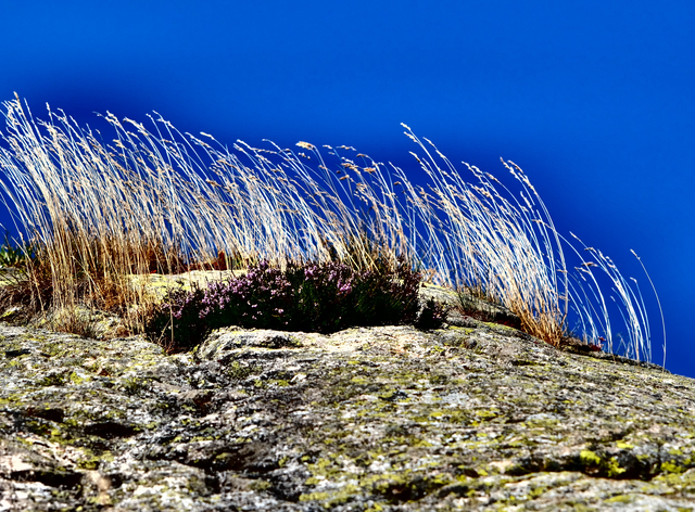 Herbes de montagne