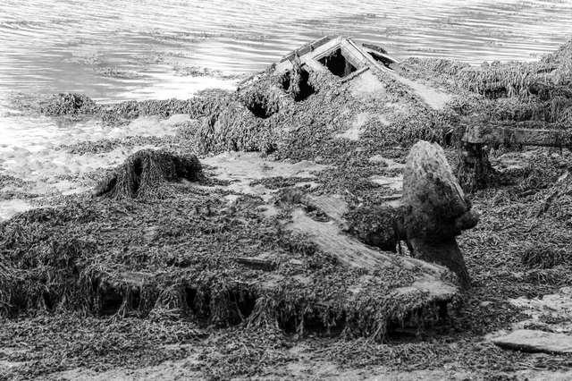 Sur les rives de l'Odet (Bretagne)