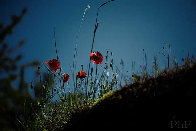 Gentil coquelicot