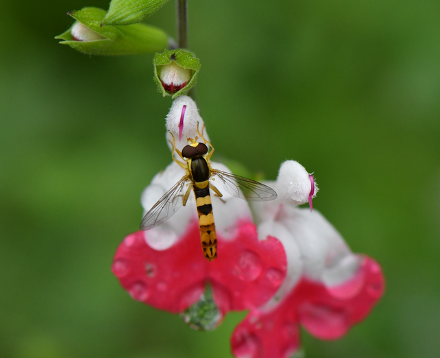 Insecte inconnu