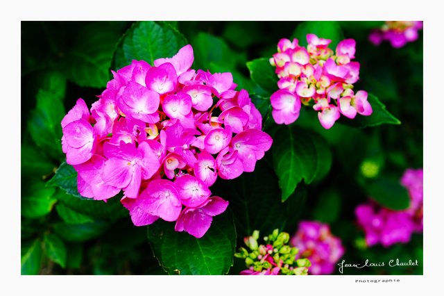 Hortensia 1 proxy JLC DSCF7709 v4