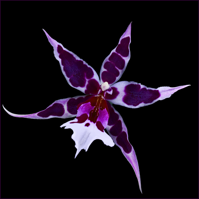 Orchis Noel 1741 (1)