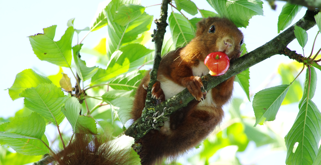 saison des cerises