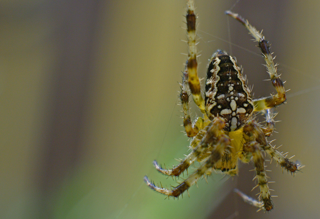 Araneus diadematus