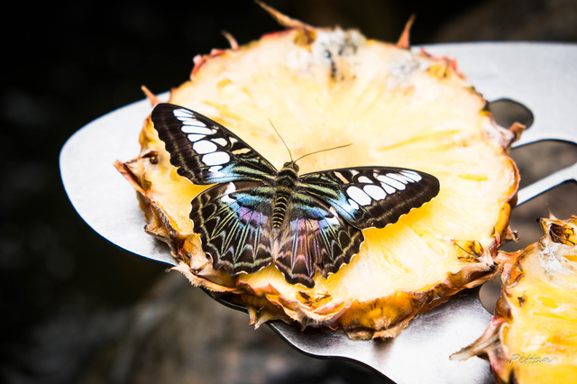 Papillon équatorial