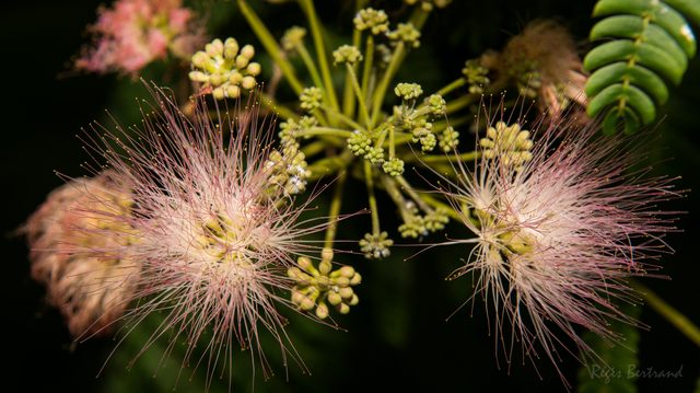 Fleur d'Albizia