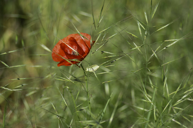 le coquelicot et l'intrus