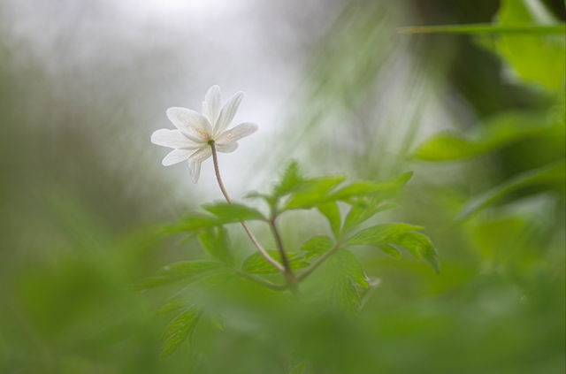 fleur